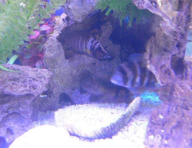 freshwater fish - cyphotilapia frontosa - frontosa cichlid stocking in 300 gallons tank - frontosa burundi, tropheus
kasanga and yellow calvus sharing a
cave. freshwater fish - cyphotilapia frontosa - frontosa cichlid stocking in 300 gallons tank - frontosa burundi, tropheus
kasanga and yellow calvus sharing a
cave.