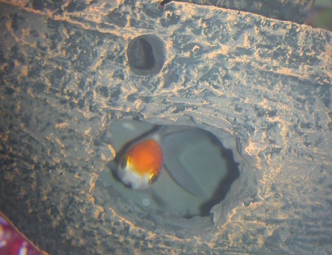 freshwater fish - carassius auratus - fantail goldfish stocking in 40 gallons tank - Fantail
peek-a-boo freshwater fish - carassius auratus - fantail goldfish stocking in 40 gallons tank - Fantail
peek-a-boo