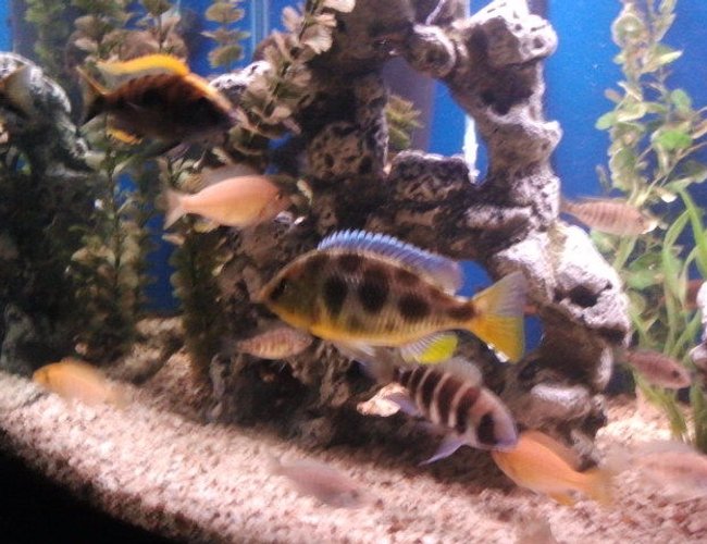 freshwater fish - nimbochromis venustus - venustus cichlid stocking in 75 gallons tank - . freshwater fish - nimbochromis venustus - venustus cichlid stocking in 75 gallons tank - .