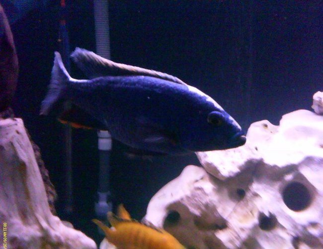 freshwater fish - sciaenochromis fryeri - electric blue hap stocking in 150 gallons tank - 6.5" Adult Male F1 Sciaenochromis Fryeri (Maleri Is.)
Ahli Electric Blue freshwater fish - sciaenochromis fryeri - electric blue hap stocking in 150 gallons tank - 6.5" Adult Male F1 Sciaenochromis Fryeri (Maleri Is.)
Ahli Electric Blue