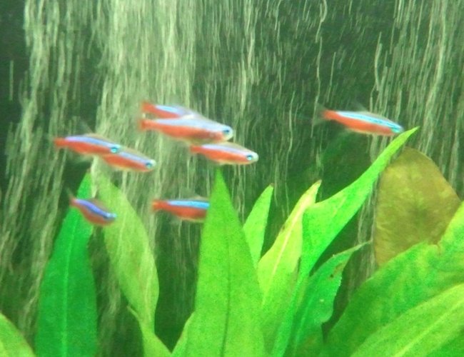freshwater fish - paracheirodon axelrodi - cardinal tetra stocking in 66 gallons tank - My little school of Cardinal Tetras. I love these little guys. Since I have relocated to the Pacific Northwest I have been unable to keep Neon Tetras healthy and alive. Honestly I don't think Neons are all that intelligent. So for me keeping Cardinals is a piece of cake!! freshwater fish - paracheirodon axelrodi - cardinal tetra stocking in 66 gallons tank - My little school of Cardinal Tetras. I love these little guys. Since I have relocated to the Pacific Northwest I have been unable to keep Neon Tetras healthy and alive. Honestly I don't think Neons are all that intelligent. So for me keeping Cardinals is a piece of cake!!