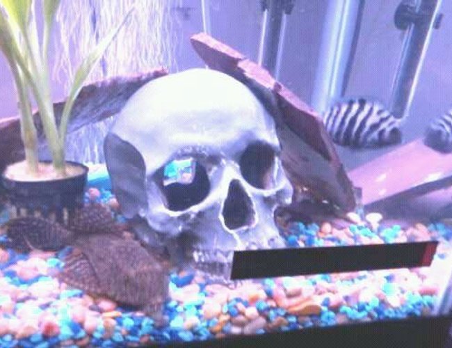 freshwater fish - archocentrus nigrofasciatus - black convict cichlid stocking in 55 gallons tank - pleco freshwater fish - archocentrus nigrofasciatus - black convict cichlid stocking in 55 gallons tank - pleco