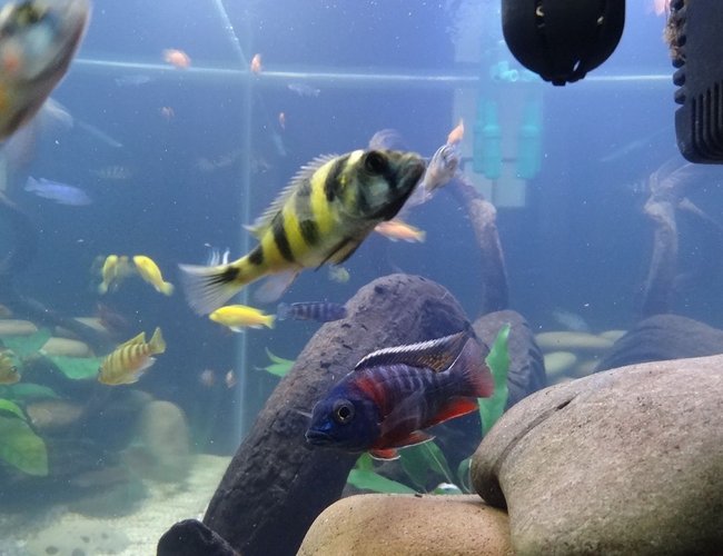 freshwater fish - astatotilapia latifasciata - zebra obliquidens stocking in 209 gallons tank - a freshwater fish - astatotilapia latifasciata - zebra obliquidens stocking in 209 gallons tank - a