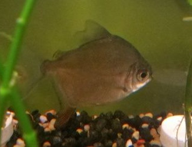 freshwater fish - metynnis argenteus - silver dollar stocking in 39 gallons tank - Red Hook II freshwater fish - metynnis argenteus - silver dollar stocking in 39 gallons tank - Red Hook II