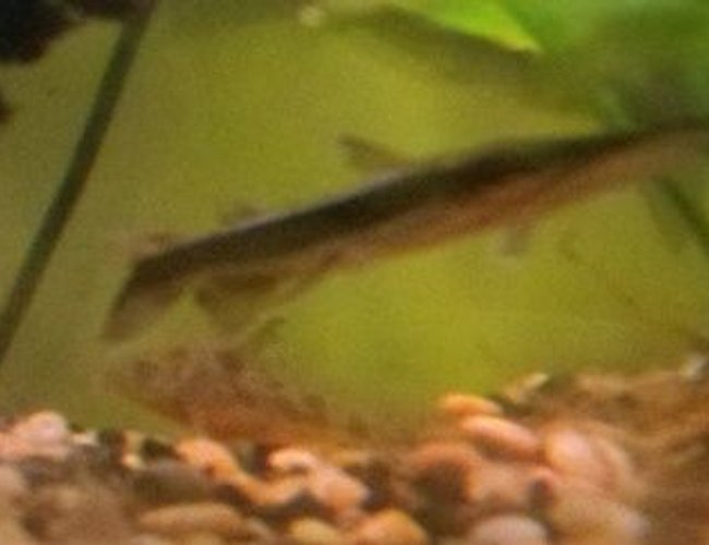 freshwater fish - pseudoplatystoma fasciatum - tiger shovelnose cat stocking in 39 gallons tank - Shovelnose (Part II) freshwater fish - pseudoplatystoma fasciatum - tiger shovelnose cat stocking in 39 gallons tank - Shovelnose (Part II)