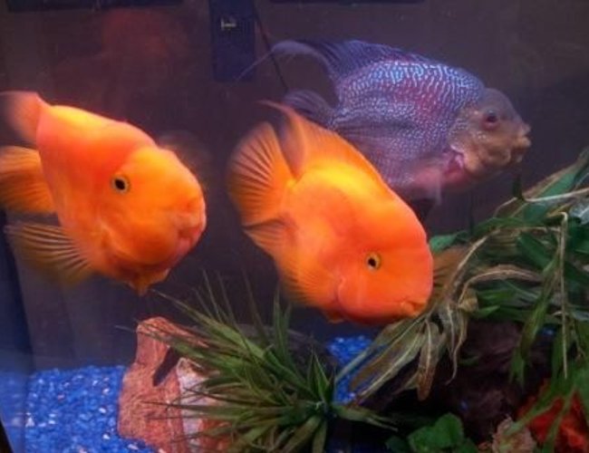 freshwater fish - heros severus x amphilophus - blood parrot stocking in 46 gallons tank - Anyone interested in buying some fish? I'm in Mahwah, NJ. They're about 5 inches big and too big for my 46 gallon tank freshwater fish - heros severus x amphilophus - blood parrot stocking in 46 gallons tank - Anyone interested in buying some fish? I'm in Mahwah, NJ. They're about 5 inches big and too big for my 46 gallon tank