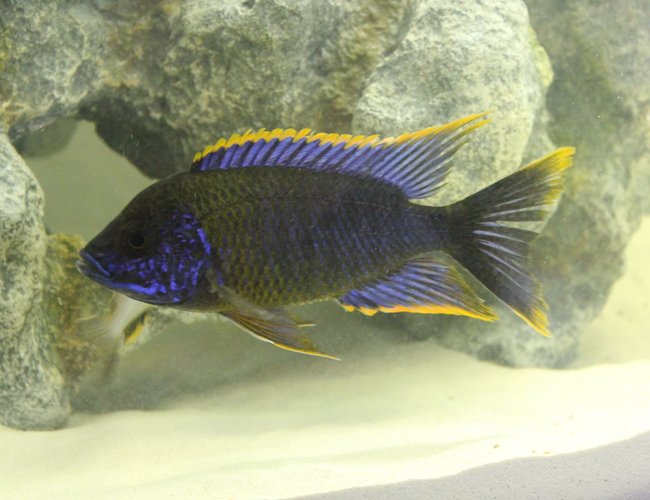 freshwater fish - aulonocara sp. lwanda - red top lwanda stocking in 55 gallons tank - Aulonocara sp. "Lwanda"
Red Top Lwanda freshwater fish - aulonocara sp. lwanda - red top lwanda stocking in 55 gallons tank - Aulonocara sp. "Lwanda"
Red Top Lwanda