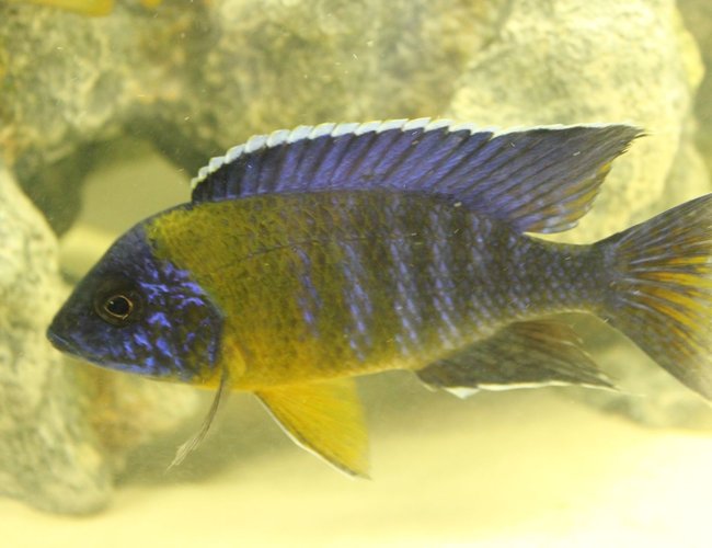 freshwater fish - aulonocara stuartgranti maulana - maulana bicolor peacock stocking in 55 gallons tank - Aulonocara maulana "Bi-Color 500" freshwater fish - aulonocara stuartgranti maulana - maulana bicolor peacock stocking in 55 gallons tank - Aulonocara maulana "Bi-Color 500"