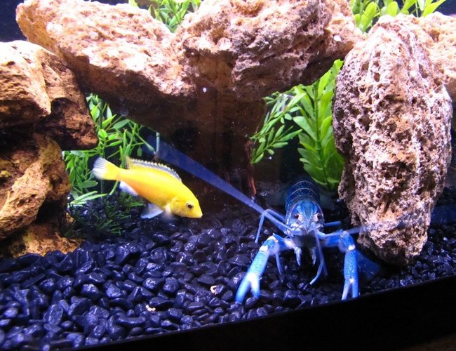 freshwater fish - labidochromis caeruleus - electric yellow cichlid stocking in 55 gallons tank - Electric YellowLab Cichlid Hanging Out With An Electric Blue CrayFish freshwater fish - labidochromis caeruleus - electric yellow cichlid stocking in 55 gallons tank - Electric YellowLab Cichlid Hanging Out With An Electric Blue CrayFish