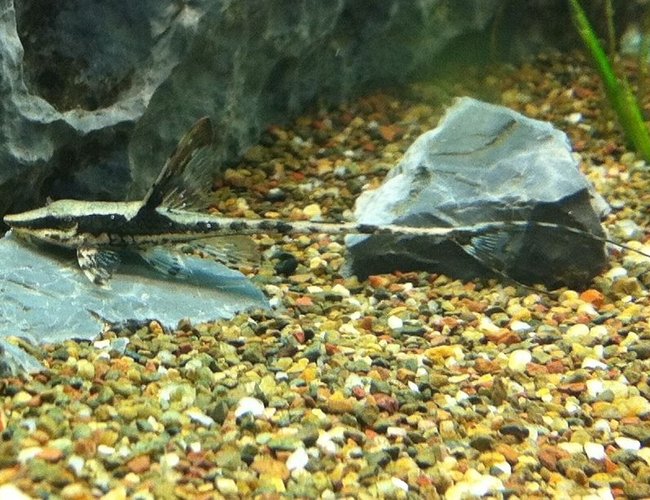 freshwater fish - sturisoma panamense - royal whiptail stocking in 110 gallons tank - Juvenile Royal Whiptail
Sturisoma Panamense freshwater fish - sturisoma panamense - royal whiptail stocking in 110 gallons tank - Juvenile Royal Whiptail
Sturisoma Panamense