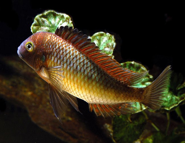 freshwater fish - tropheus moorii - blunthead cichlid stocking in 125 gallons tank - Tropheus freshwater fish - tropheus moorii - blunthead cichlid stocking in 125 gallons tank - Tropheus