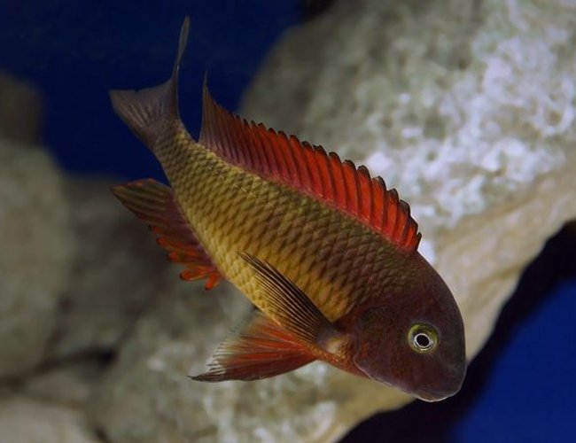 freshwater fish - tropheus moorii - blunthead cichlid stocking in 125 gallons tank - Dominant freshwater fish - tropheus moorii - blunthead cichlid stocking in 125 gallons tank - Dominant