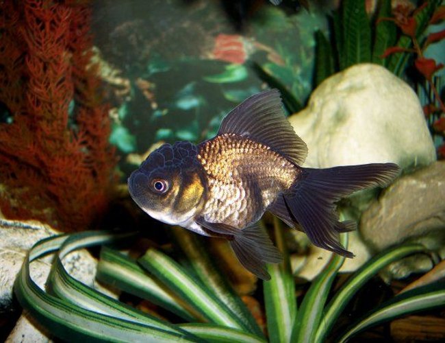 freshwater fish - carassius auratus - black oranda goldfish stocking in 72 gallons tank - Black Oranda freshwater fish - carassius auratus - black oranda goldfish stocking in 72 gallons tank - Black Oranda