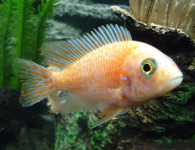 freshwater fish - aulonocara sp. strawberry peacock - strawberry peacock cichlid stocking in 150 gallons tank - Strawberry Cichlid freshwater fish - aulonocara sp. strawberry peacock - strawberry peacock cichlid stocking in 150 gallons tank - Strawberry Cichlid