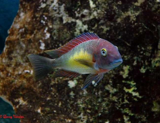freshwater fish - tropheus moorii - blunthead cichlid stocking in 125 gallons tank - Red Rainbow freshwater fish - tropheus moorii - blunthead cichlid stocking in 125 gallons tank - Red Rainbow