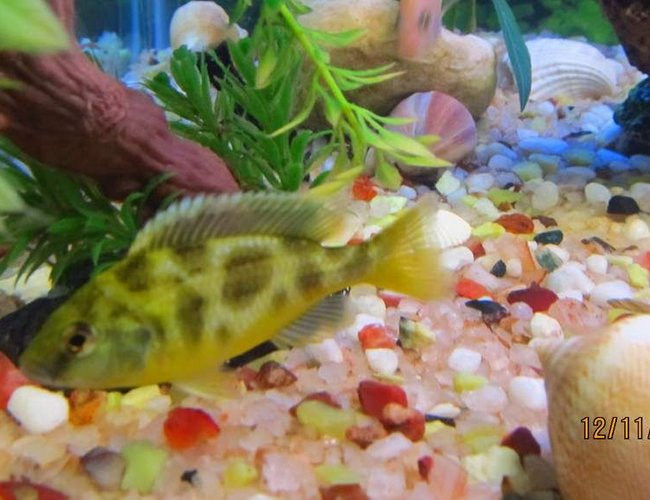 freshwater fish - nimbochromis venustus - venustus cichlid stocking in 90 gallons tank - cichlid again freshwater fish - nimbochromis venustus - venustus cichlid stocking in 90 gallons tank - cichlid again