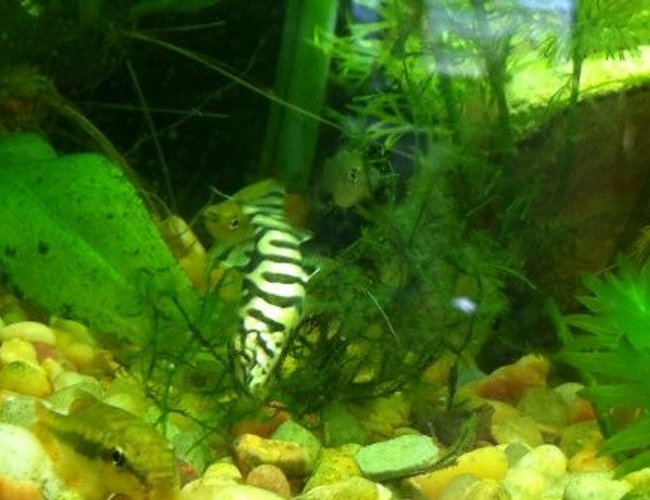 freshwater fish - botia lohachata - lohachata botia loach stocking in 55 gallons tank - YoYo Loach (good for eating nusiance snails) freshwater fish - botia lohachata - lohachata botia loach stocking in 55 gallons tank - YoYo Loach (good for eating nusiance snails)