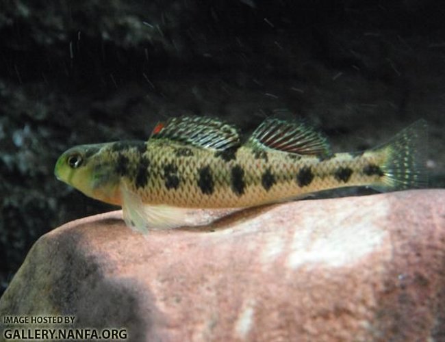 freshwater fish - percina pantherina - leopard darter stocking in 125 gallons tank - Kentucky Darter freshwater fish - percina pantherina - leopard darter stocking in 125 gallons tank - Kentucky Darter