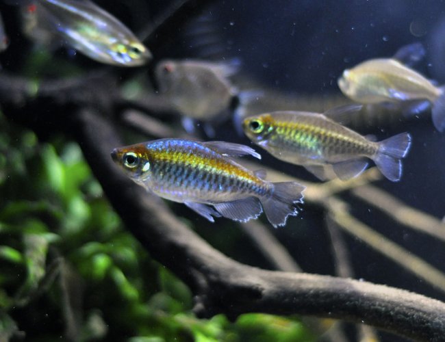 freshwater fish - phenacogrammus interruptus - congo tetra stocking in 29 gallons tank - my one male congo freshwater fish - phenacogrammus interruptus - congo tetra stocking in 29 gallons tank - my one male congo