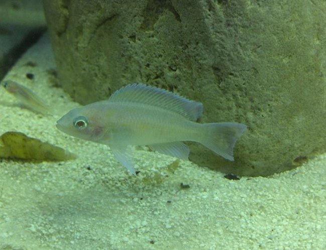 freshwater fish - neolamprologus brichardi - brichardi cichlid stocking in 55 gallons tank - Juvenile Neolamprologus marunguensis (Kapampa) freshwater fish - neolamprologus brichardi - brichardi cichlid stocking in 55 gallons tank - Juvenile Neolamprologus marunguensis (Kapampa)