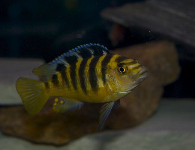freshwater fish - pseudotropheus crabro - bumblebee cichlid stocking in 75 gallons tank - bumblebee freshwater fish - pseudotropheus crabro - bumblebee cichlid stocking in 75 gallons tank - bumblebee