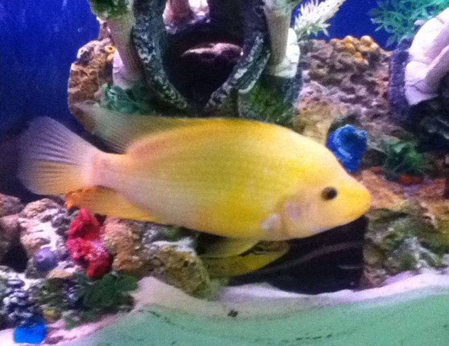 freshwater fish - amphilophus labiatus - red devil stocking in 50 gallons tank freshwater fish - amphilophus labiatus - red devil stocking in 50 gallons tank