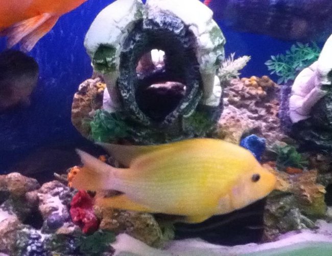 freshwater fish - amphilophus labiatus - red devil stocking in 50 gallons tank freshwater fish - amphilophus labiatus - red devil stocking in 50 gallons tank