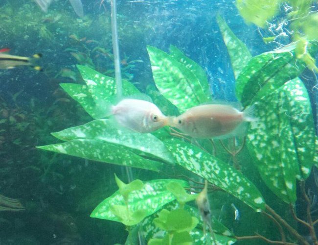 freshwater fish - helostoma temmincki - kissing gourami stocking in 75 gallons tank - My "kissing" fish freshwater fish - helostoma temmincki - kissing gourami stocking in 75 gallons tank - My "kissing" fish
