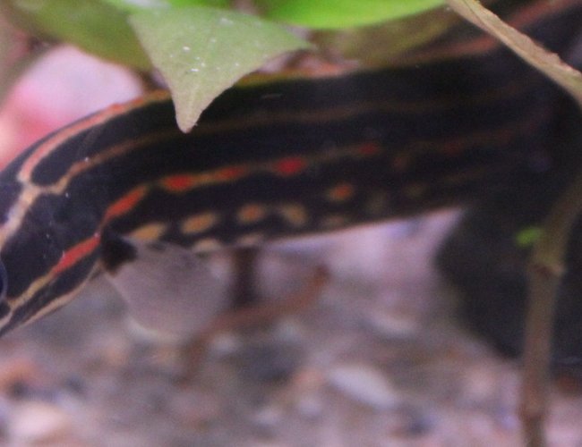 freshwater fish - mastacembelus erthrotaenia - fire eel stocking in 45 gallons tank - My fire eel freshwater fish - mastacembelus erthrotaenia - fire eel stocking in 45 gallons tank - My fire eel