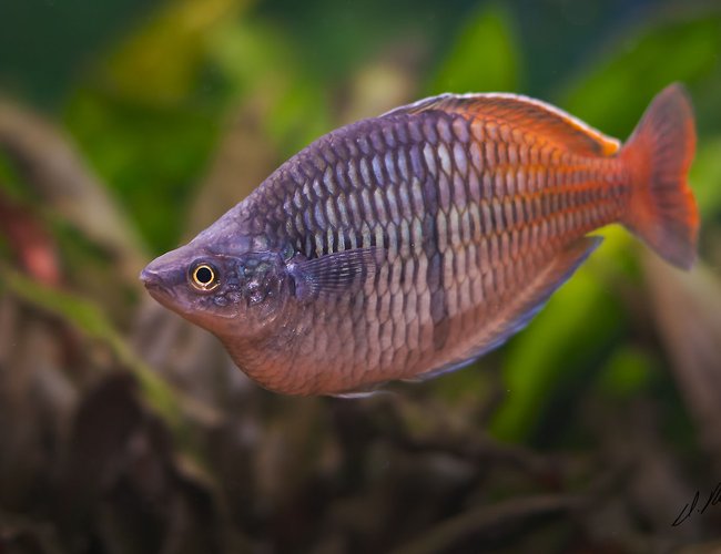 freshwater fish - melanotaenia boesemani - boesemani rainbow stocking in 180 gallons tank - Bosami Rainbow freshwater fish - melanotaenia boesemani - boesemani rainbow stocking in 180 gallons tank - Bosami Rainbow