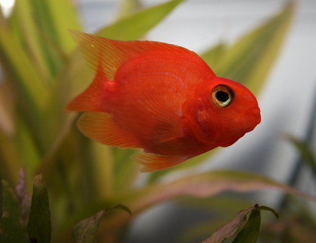 freshwater fish - heros severus x amphilophus citrinellum - blood parrot stocking in 55 gallons tank - blood parrot cichlid freshwater fish - heros severus x amphilophus citrinellum - blood parrot stocking in 55 gallons tank - blood parrot cichlid
