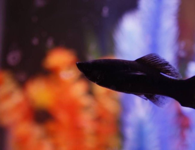 freshwater fish - poecilia latipinna - black lyretail molly stocking in 10 gallons tank - Black Lyretail Molly - One of two starter fish for my new tank! He's quite inquisitive. freshwater fish - poecilia latipinna - black lyretail molly stocking in 10 gallons tank - Black Lyretail Molly - One of two starter fish for my new tank! He's quite inquisitive.