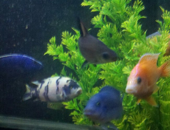 freshwater fish - aulonocara sp. - strawberry peacock cichlid stocking in 100 gallons tank - few of my cichlids, and the white and purpleish blue was bred in my tank, its not from the fish store. freshwater fish - aulonocara sp. - strawberry peacock cichlid stocking in 100 gallons tank - few of my cichlids, and the white and purpleish blue was bred in my tank, its not from the fish store.