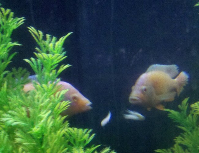 freshwater fish - aulonocara sp. - albino strawberry peacock stocking in 100 gallons tank freshwater fish - aulonocara sp. - albino strawberry peacock stocking in 100 gallons tank