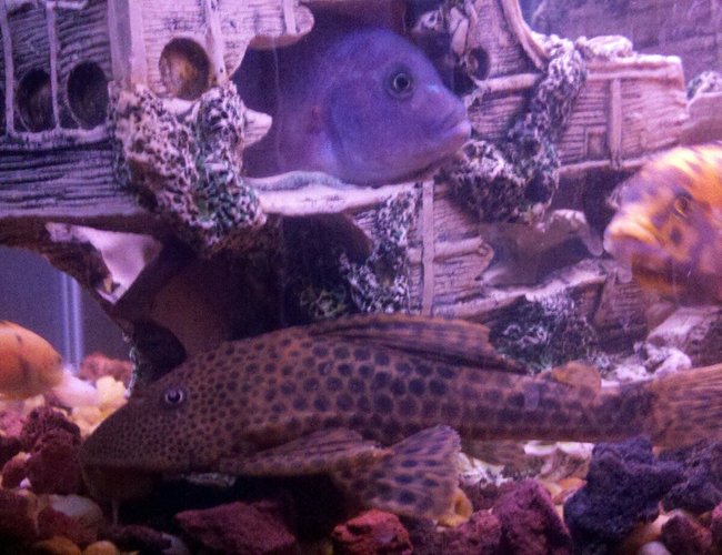 freshwater fish - glyptoperichthys gibbiceps - sailfin pleco (l-83) stocking in 100 gallons tank freshwater fish - glyptoperichthys gibbiceps - sailfin pleco (l-83) stocking in 100 gallons tank