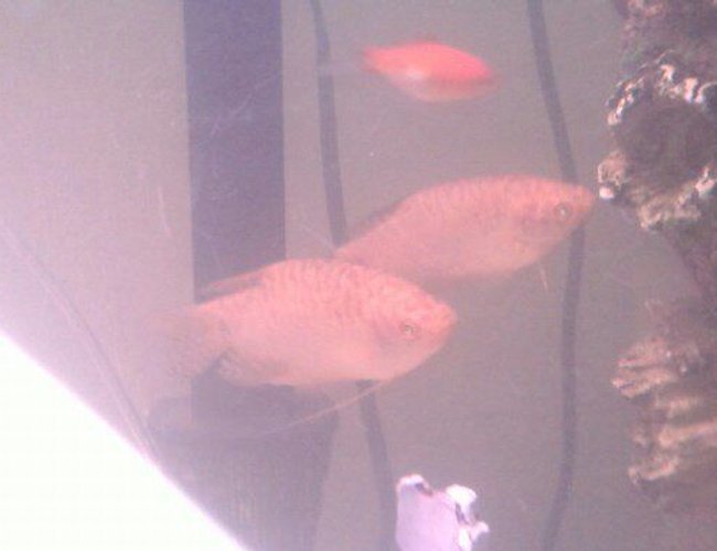 freshwater fish - trichogaster trichopterus - gold gourami stocking in 75 gallons tank freshwater fish - trichogaster trichopterus - gold gourami stocking in 75 gallons tank