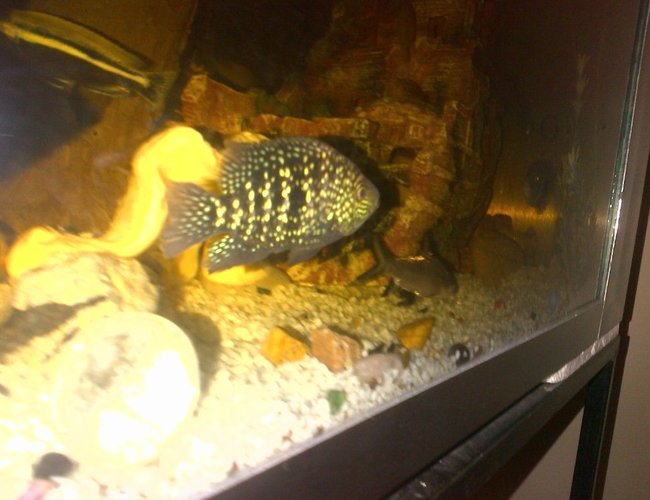 freshwater fish - herichthys cynoguttatus - texas cichlid stocking in 132 gallons tank - Texas (African Jewel) freshwater fish - herichthys cynoguttatus - texas cichlid stocking in 132 gallons tank - Texas (African Jewel)