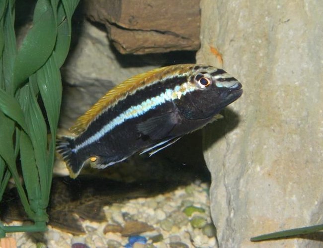 freshwater fish - melanochromis auratus - auratus cichlid stocking in 55 gallons tank - Cool looking guy. For you
Pittsburgh Steeler fans! freshwater fish - melanochromis auratus - auratus cichlid stocking in 55 gallons tank - Cool looking guy. For you
Pittsburgh Steeler fans!