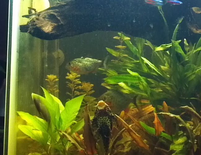freshwater fish - pygocentrus nattereri - redbellied pirhana stocking in 30 gallons tank - my pleco and red belly piranhas freshwater fish - pygocentrus nattereri - redbellied pirhana stocking in 30 gallons tank - my pleco and red belly piranhas