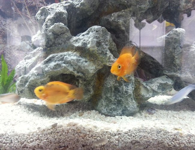 freshwater fish - heros severus x amphilophus citrinellum - blood parrot stocking in 50 gallons tank - My male and female parrot fish freshwater fish - heros severus x amphilophus citrinellum - blood parrot stocking in 50 gallons tank - My male and female parrot fish