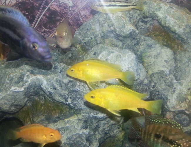 freshwater fish - neolamprologus leleupi - orange leleupi cichlid stocking in 50 gallons tank - My Fish freshwater fish - neolamprologus leleupi - orange leleupi cichlid stocking in 50 gallons tank - My Fish