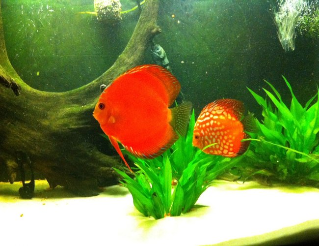 freshwater fish - symphysodon aequifasciatus - red melon discus stocking in 72 gallons tank - discus pair freshwater fish - symphysodon aequifasciatus - red melon discus stocking in 72 gallons tank - discus pair