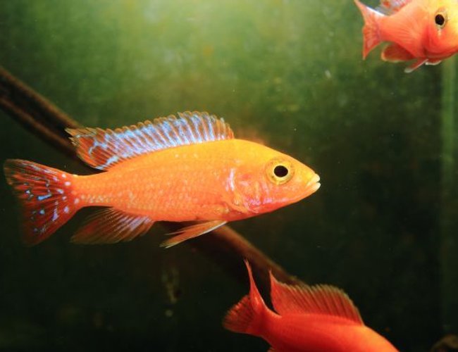 freshwater fish - aulonocara hansbaenschi - firebird cichlid stocking in 10 gallons tank - fire bird freshwater fish - aulonocara hansbaenschi - firebird cichlid stocking in 10 gallons tank - fire bird