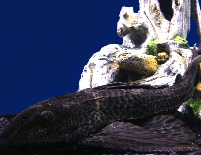 freshwater fish - glyptoperichthys gibbiceps - sailfin pleco (l-83) stocking in 75 gallons tank - My 12" Plecostomus relaxing in my 75g tank. freshwater fish - glyptoperichthys gibbiceps - sailfin pleco (l-83) stocking in 75 gallons tank - My 12" Plecostomus relaxing in my 75g tank.