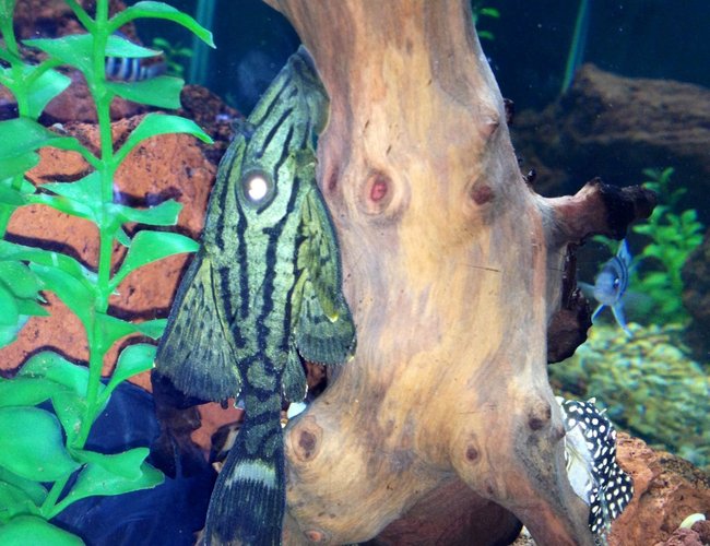 freshwater fish - panaque nigrolineatus l-191 - royal pleco stocking in 75 gallons tank - Royal pleco freshwater fish - panaque nigrolineatus l-191 - royal pleco stocking in 75 gallons tank - Royal pleco