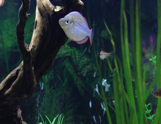 freshwater fish - melanotaenia praecox - praecox rainbow stocking in 90 gallons tank - Dwarf neon rainbow freshwater fish - melanotaenia praecox - praecox rainbow stocking in 90 gallons tank - Dwarf neon rainbow