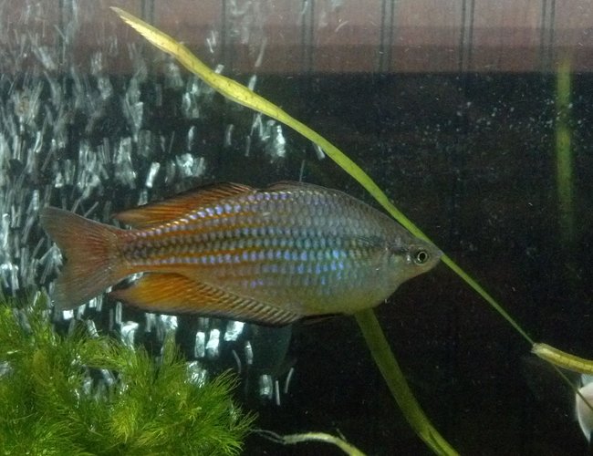 freshwater fish - melanotaenia splendida - australian rainbow stocking in 55 gallons tank - My Australian/ Turquoise Rainbow fish freshwater fish - melanotaenia splendida - australian rainbow stocking in 55 gallons tank - My Australian/ Turquoise Rainbow fish