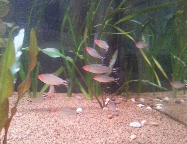 freshwater fish - hemigrammus bleheri - true rummynose tetra stocking in 50 gallons tank - rummynose tetras freshwater fish - hemigrammus bleheri - true rummynose tetra stocking in 50 gallons tank - rummynose tetras