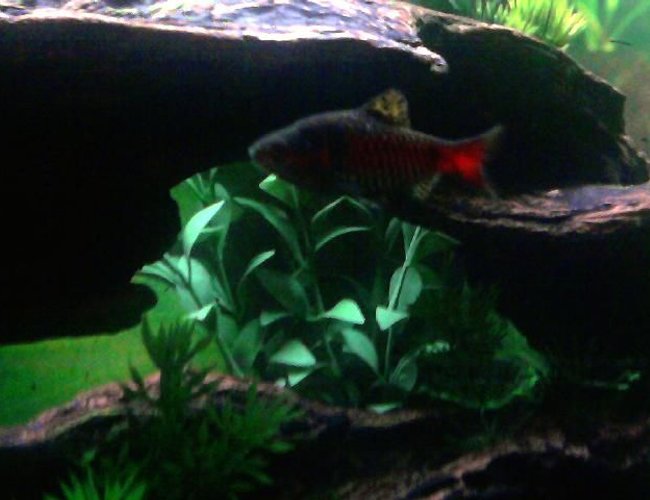 freshwater fish - puntius sp. - odessa barb stocking in 20 gallons tank - male odessa barb freshwater fish - puntius sp. - odessa barb stocking in 20 gallons tank - male odessa barb