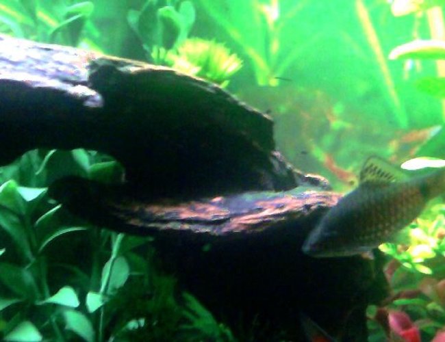 freshwater fish - puntius sp. - odessa barb stocking in 20 gallons tank - possible female odessa barb?? freshwater fish - puntius sp. - odessa barb stocking in 20 gallons tank - possible female odessa barb??